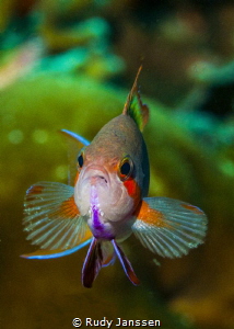 RAJA AMPAT ;  THREADFIN ANTHIAS by Rudy Janssen 